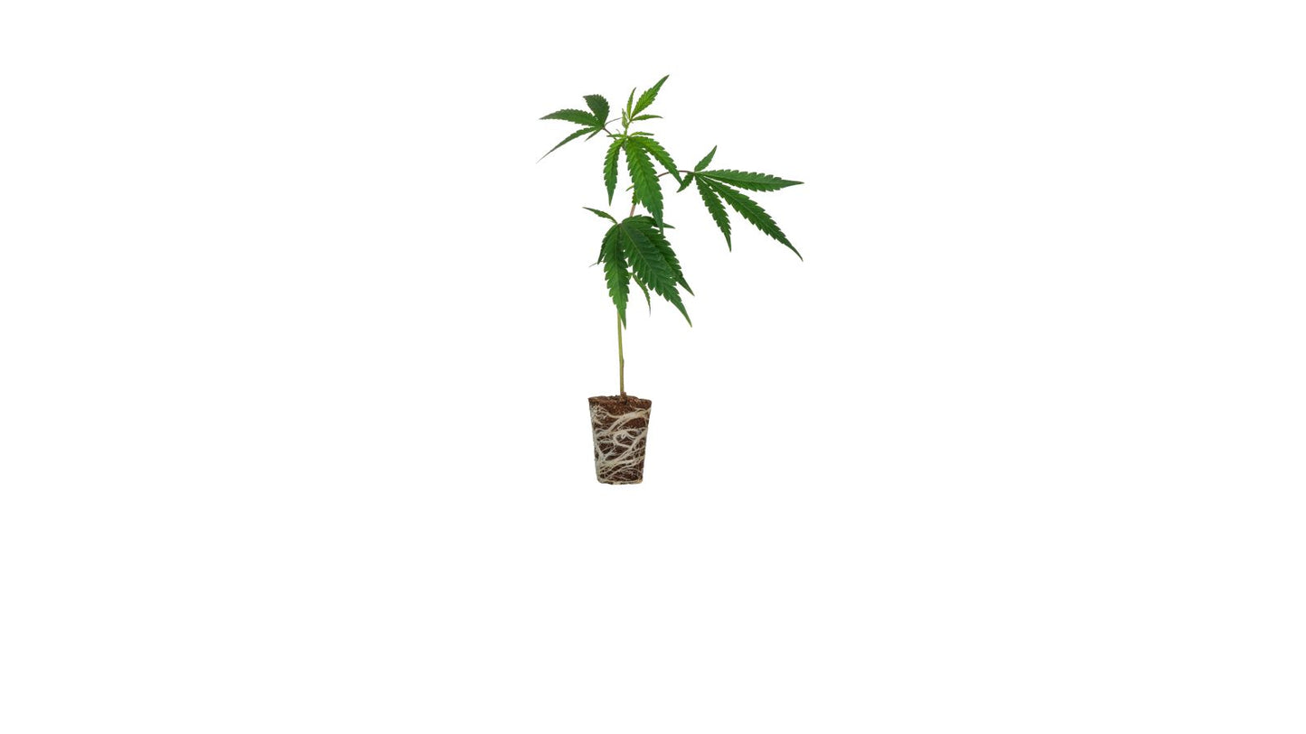 OG Kush