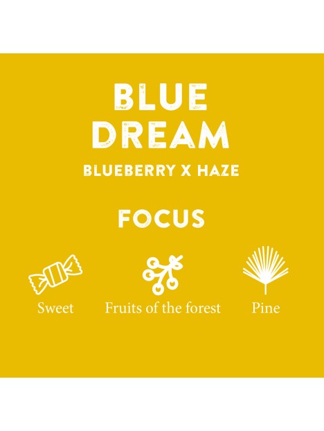 BLUE DREAM TERPENE