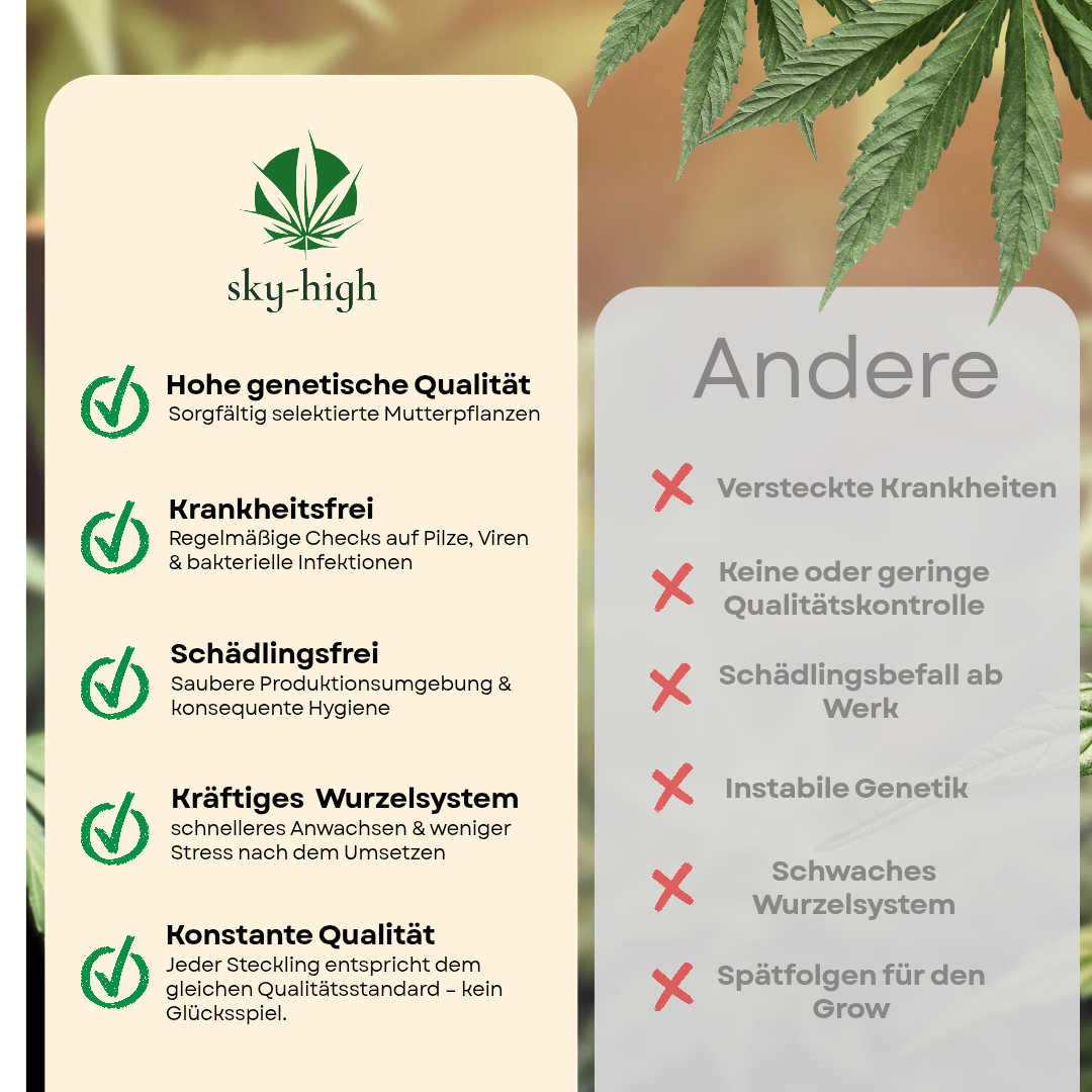 White Russian Steckling