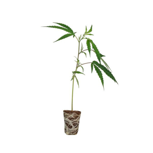 LSD Steckling