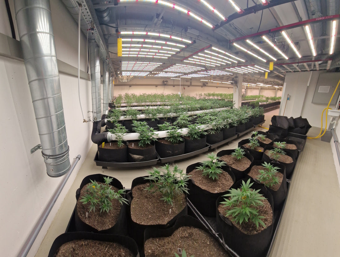 Unsere eigene Stecklingsproduktion – Qualität auf über 600 m²