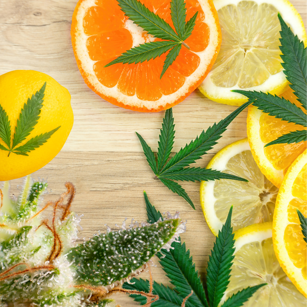 Terpene erklärt – Warum Aroma und Duft bei Cannabis so wichtig sind