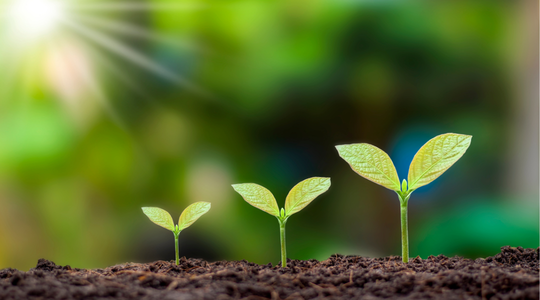 So pflegst du Cannabis-Stecklinge richtig – Schritt-für-Schritt-Anleitung