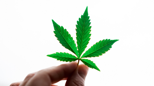 Cannabis-Stecklinge kaufen in Österreich – Das musst du wissen