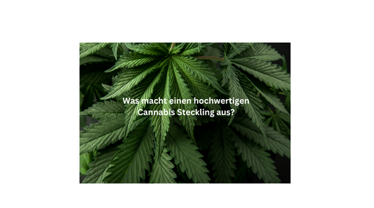 Was macht einen hochwertigen Cannabis-Steckling aus?