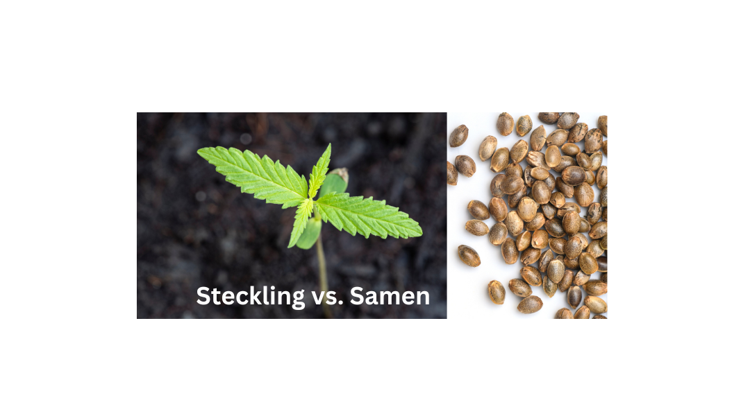 Stecklinge vs. Samen – Was ist besser für deinen Anbau?
