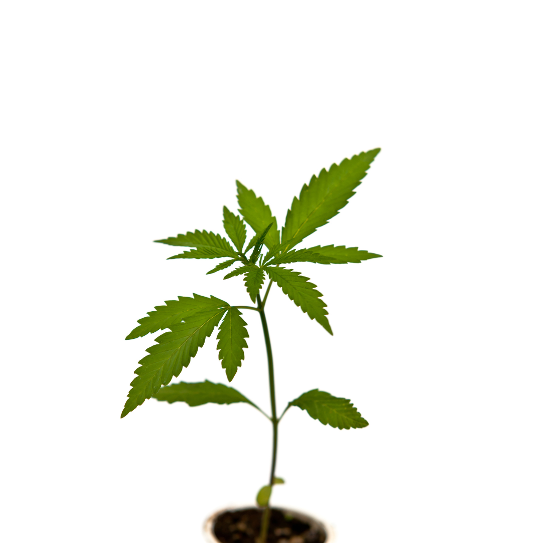 Cannabis-Stecklinge kaufen in Österreich – Was ist erlaubt?