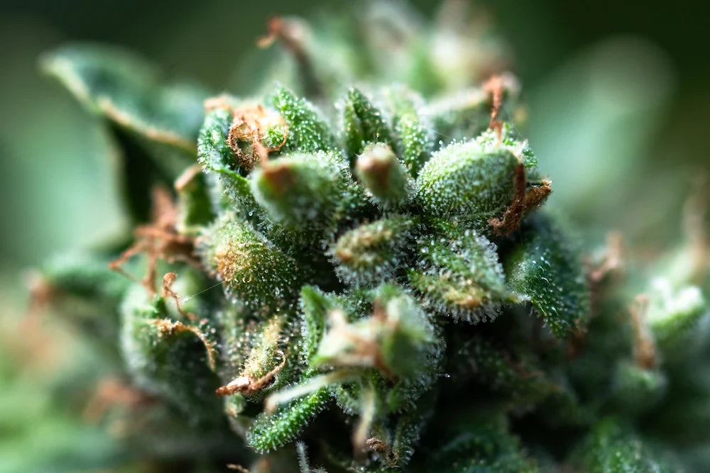 Terpene