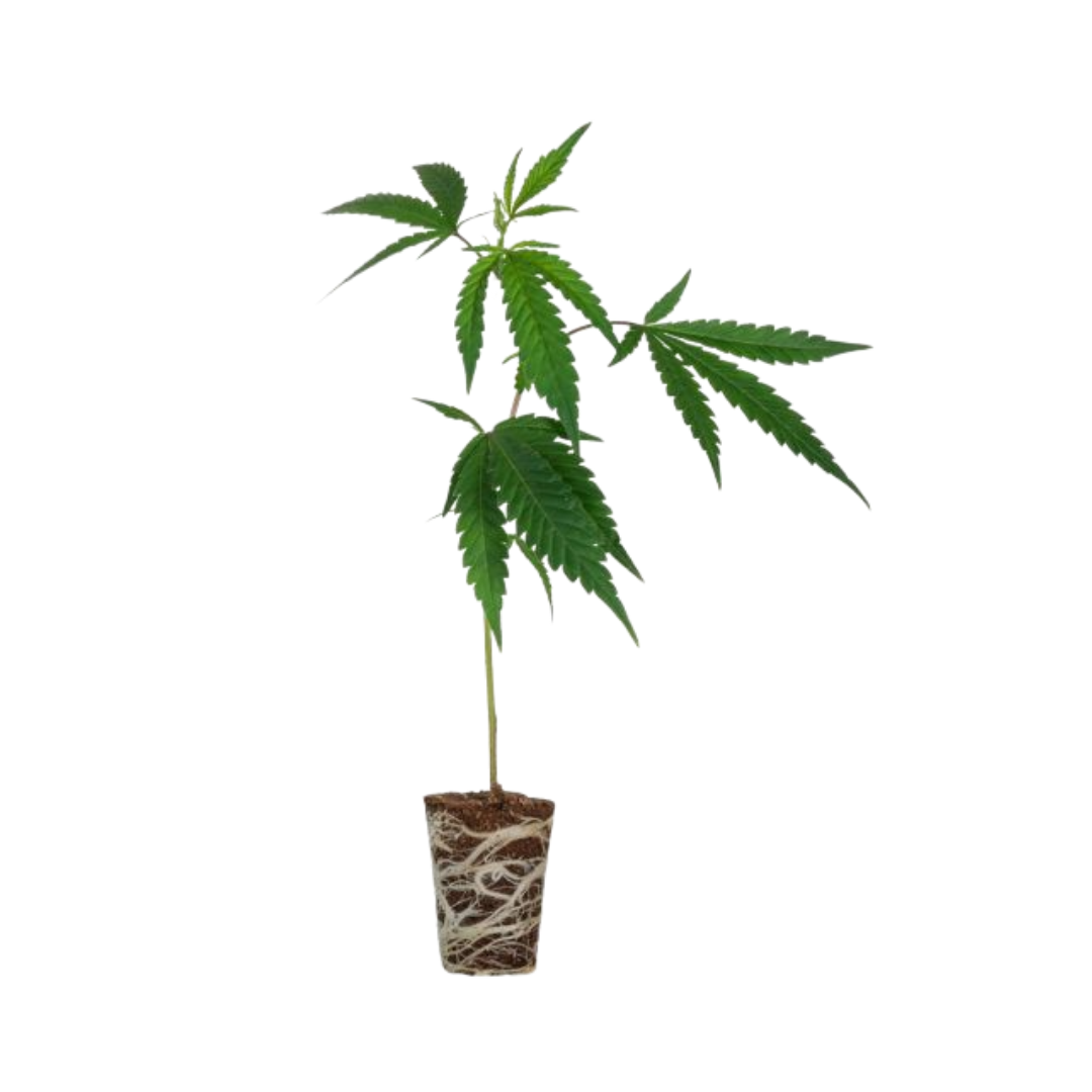 Cannabis Stecklinge