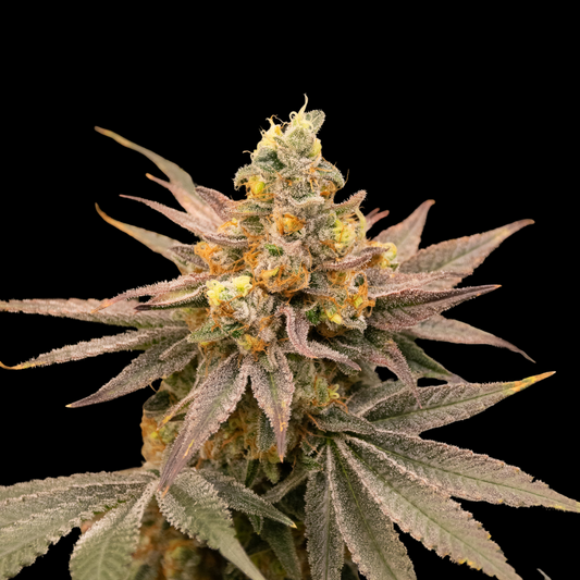 Blue Zushi Steckling