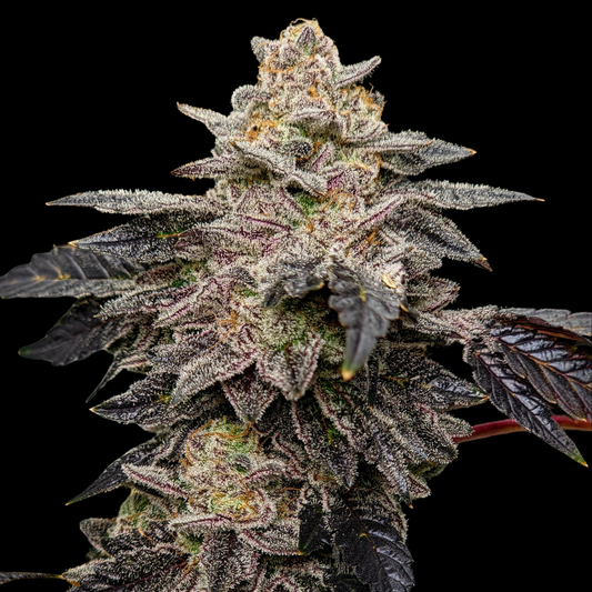 Bubba Kush Steckling