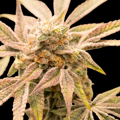 Gogurtz (Runtz Kreuzung) Steckling