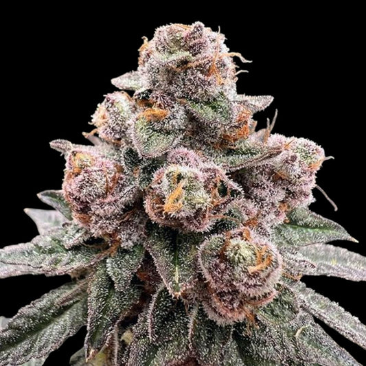 Mandarin Cookies Steckling