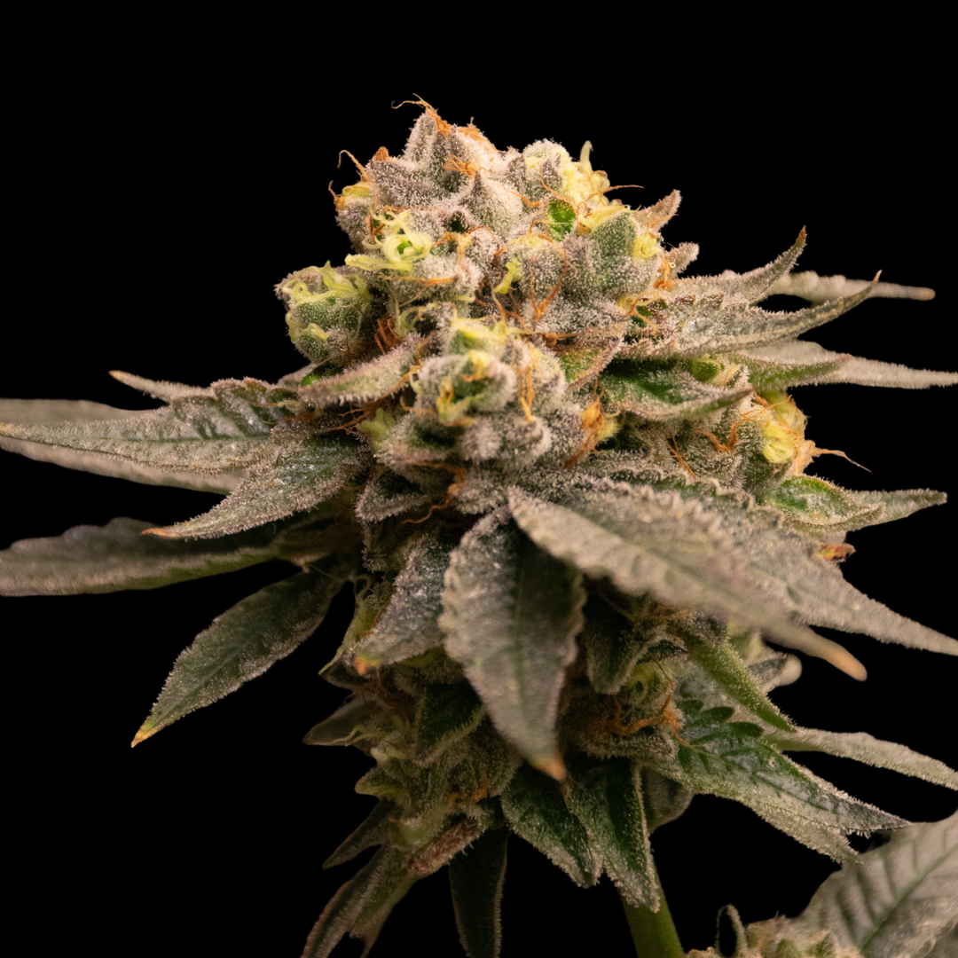 Platinum Chunck Cookies Steckling