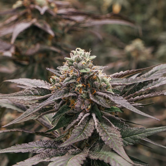 Permanent Marker Steckling