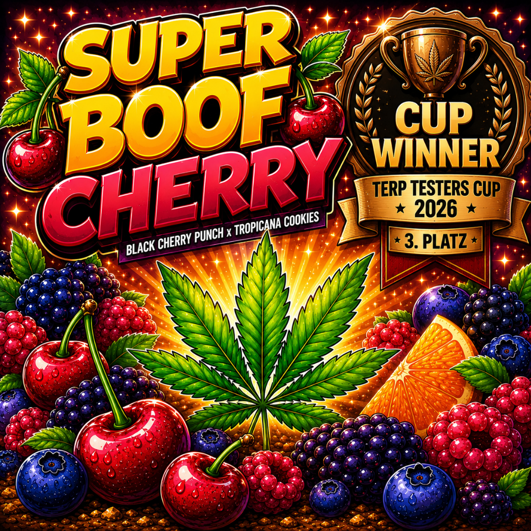 Super Boof Cherry Steckling