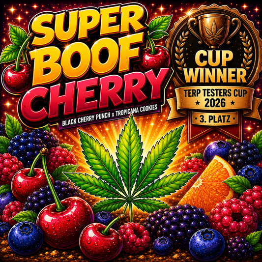 Super Boof Cherry Steckling