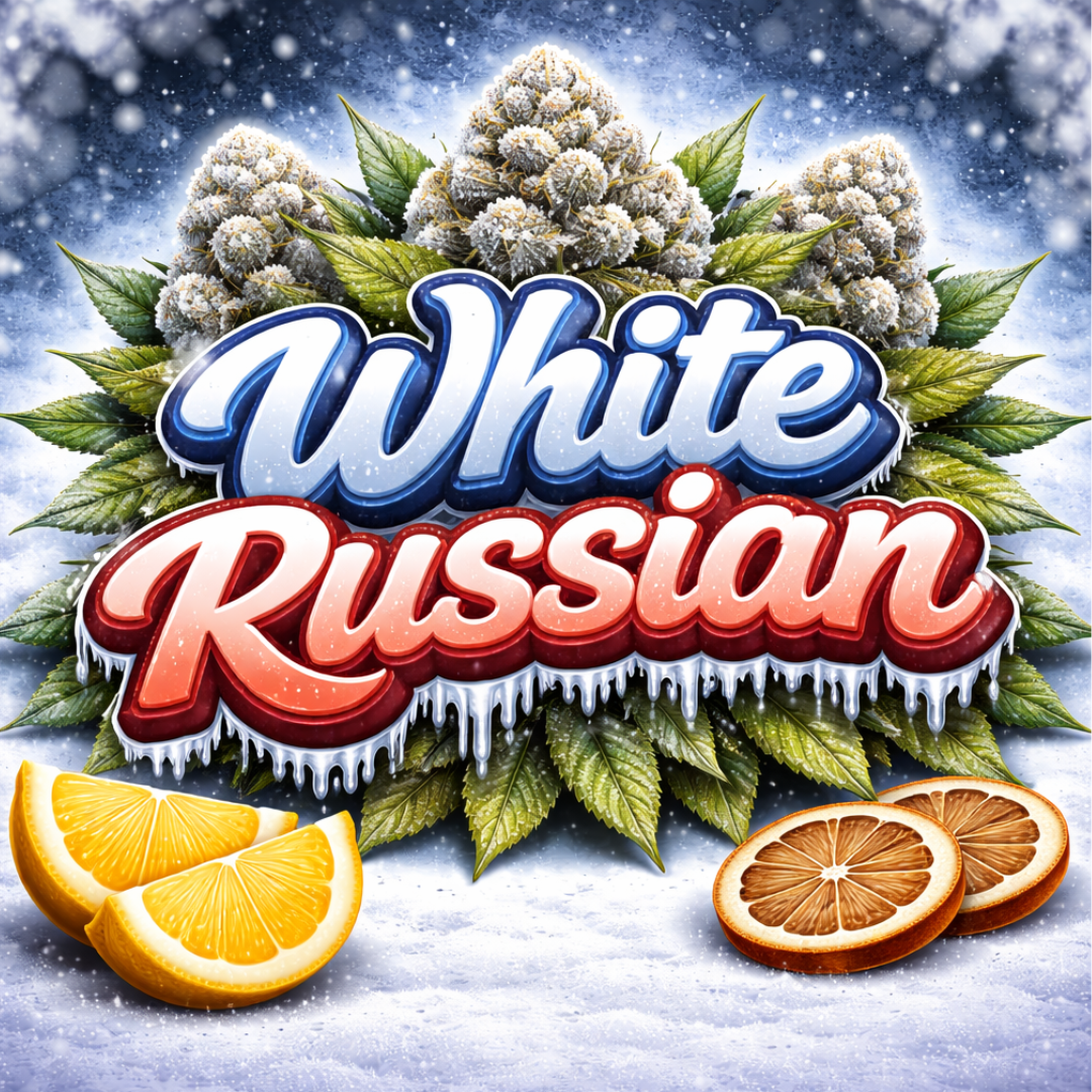 White Russian Steckling
