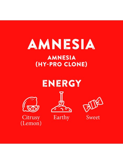 AMNESIA TERPENE
