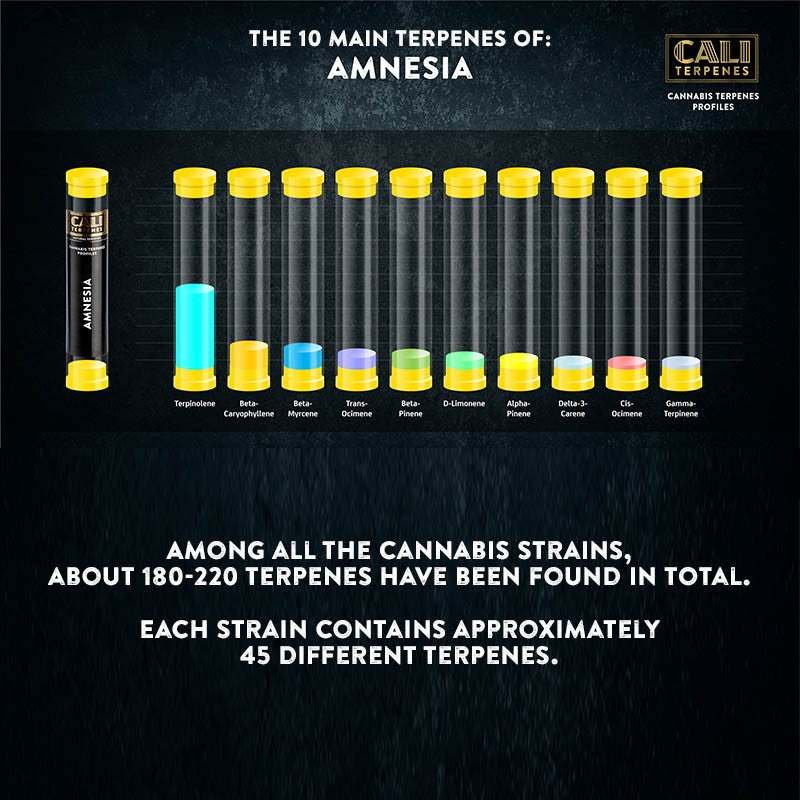 AMNESIA TERPENE