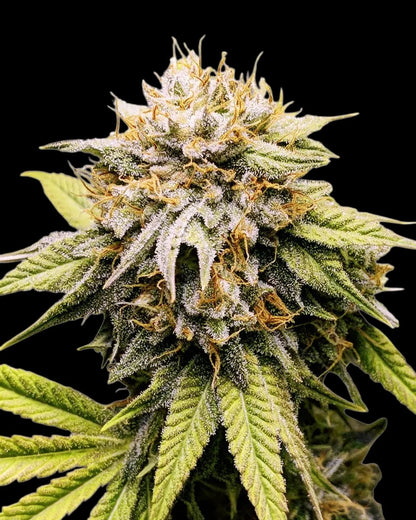 Mango Kush Steckling