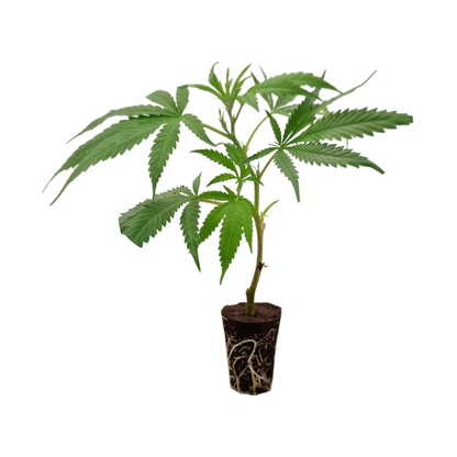 Mango Kush Steckling