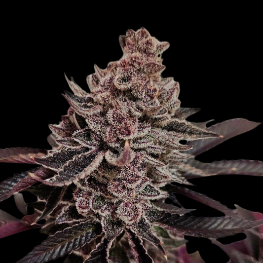 Super Boof Cherry Steckling