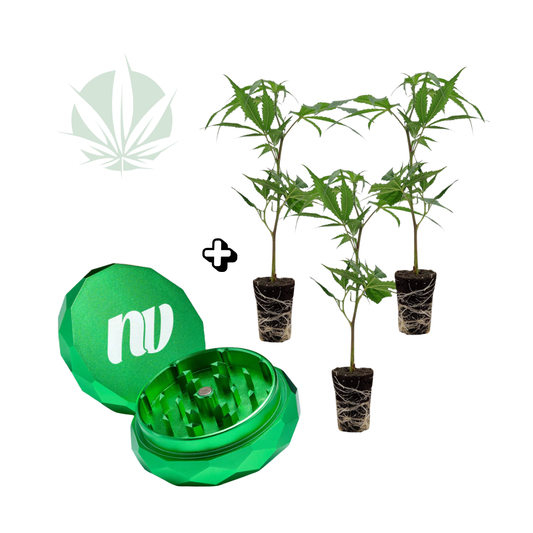 3 Stecklinge + Pyramidenmühle - 2-teilig - Ø63mm