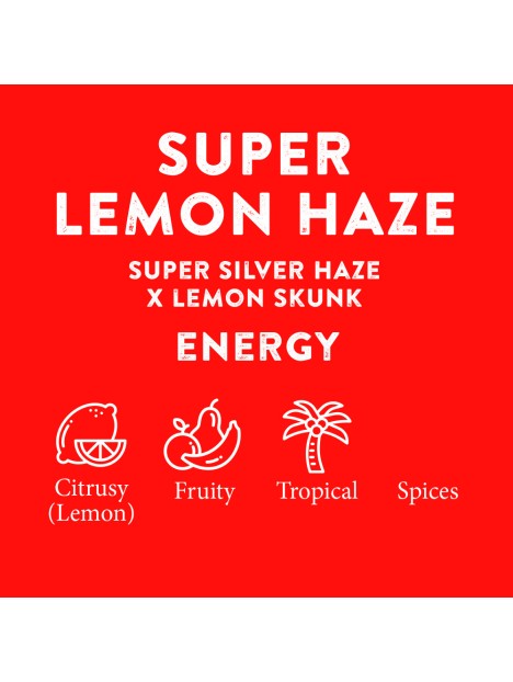 SUPER LEMON HAZE TERPENES