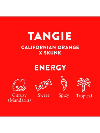 TANGIE TERPENE