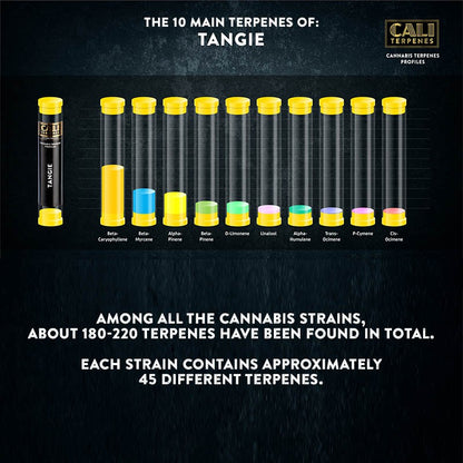 TANGIE TERPENE